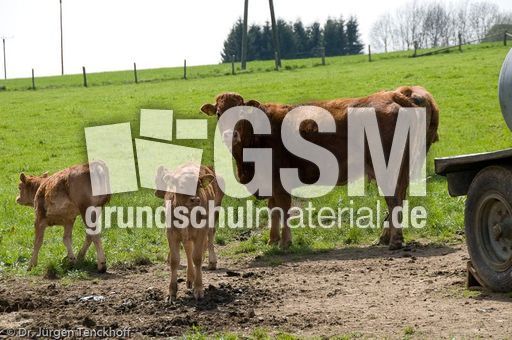 Hausrind (58 von 174).jpg